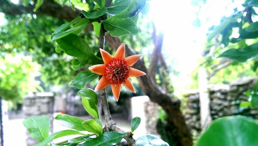 Nice ! Fleur dans le camping de l'Araguina